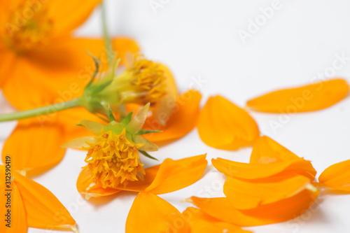 Orange cosmos flowers on a bright white isolated background