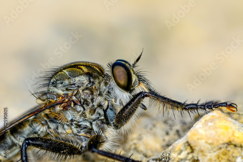 Macro shot of a robber fly 