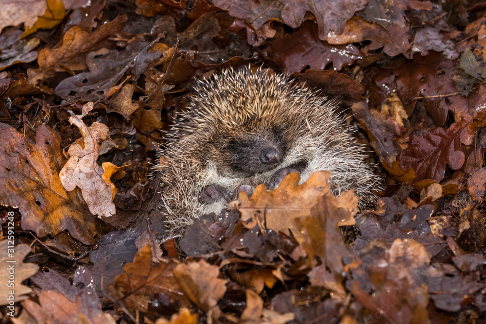 Ταπετσαρία Hedgehog in nest  Scientific name: Erinaceus Europaeus wild, free roaming hedgeh
