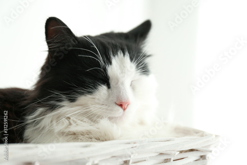 Fototapeta Naklejka Na Ścianę i Meble -  Cute cat relaxing in wicker basket. Lovely pet