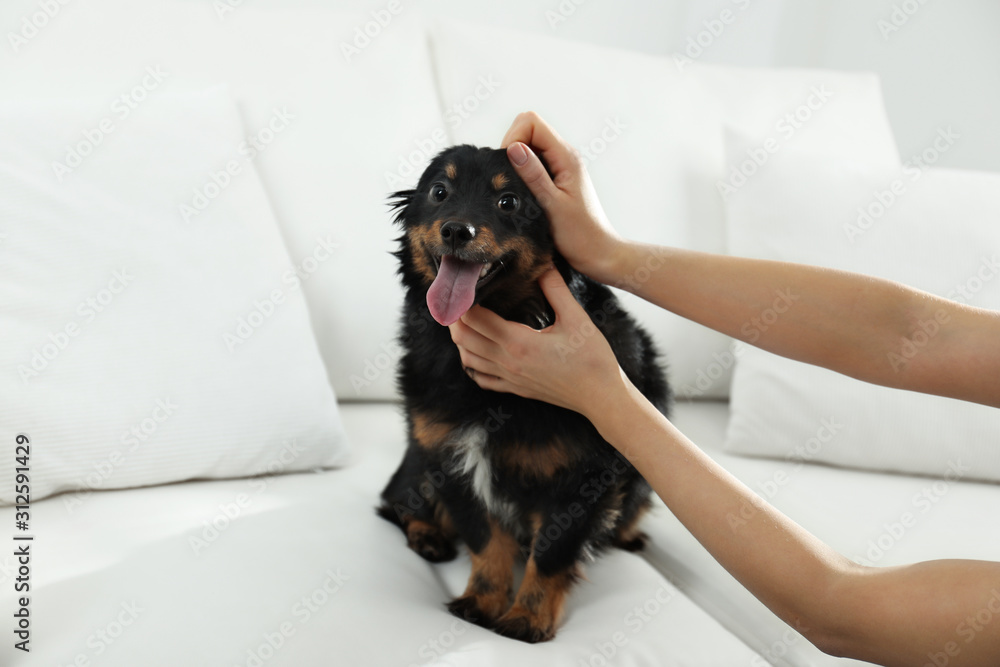 Woman hurting dog at home, closeup. Domestic violence against pets Woman hurting dog at home, closeup. Domestic violence against pets