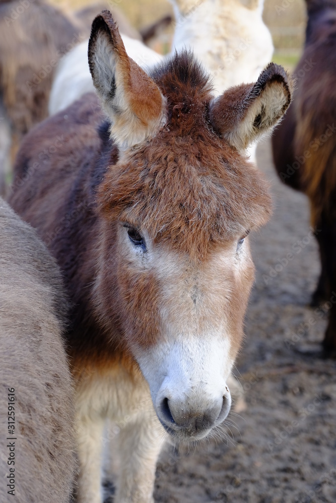 Fototapeta premium brauner Esel
