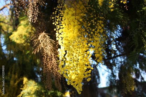 firstfruits of a fragrant yellow mimosa plant that bloomed before spring photo