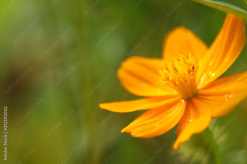 Orange cosmos flowers on a bright white isolated background Orange cosmos flowers on a bright white isolated background