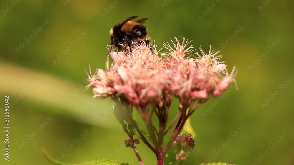 A wild bee gathers a pink flower on a sunny day. A wild bee gathers a pink flower on a sunny day.