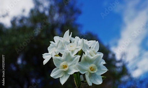 narcissus portrait 