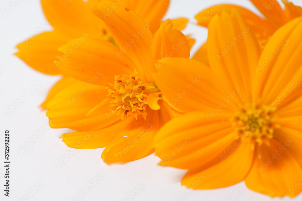 Fototapeta premium Orange cosmos flowers on a bright white isolated background