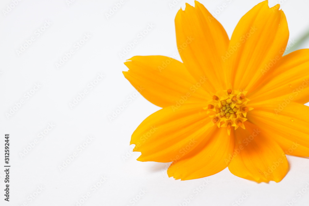 Obraz premium Orange cosmos flowers on a bright white isolated background