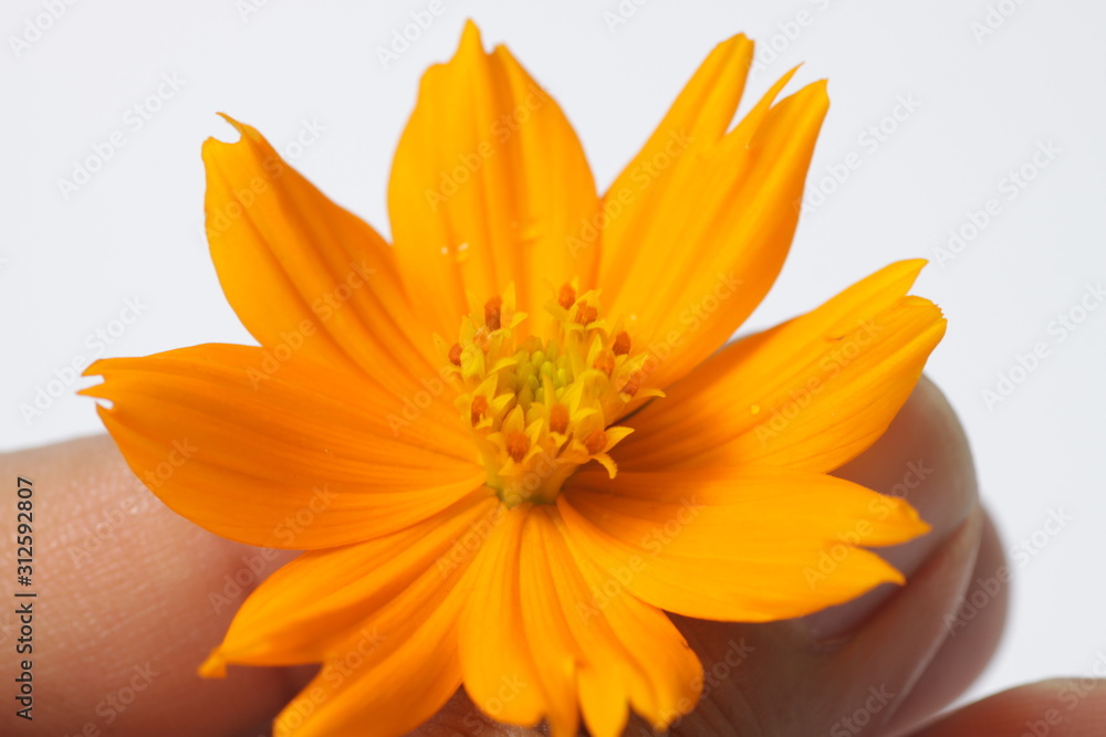 Obraz premium Orange cosmos flowers on a bright white isolated background