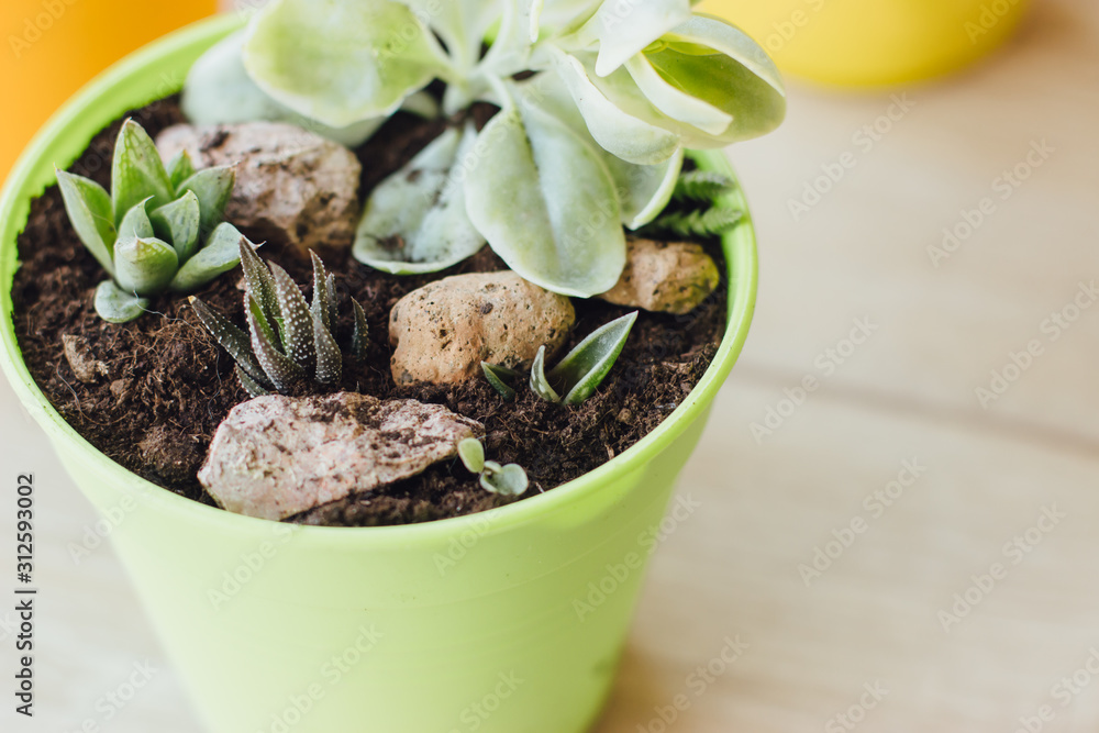 Succulents and cacti in green pot on the wooden floor. Bright pots with small plants. Selective focus. Succulents and cacti in green pot on the wooden floor. Bright pots with small plants. Selective focus.