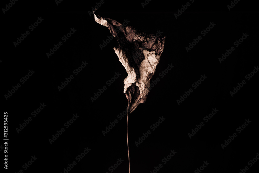 Fototapeta premium The leaf