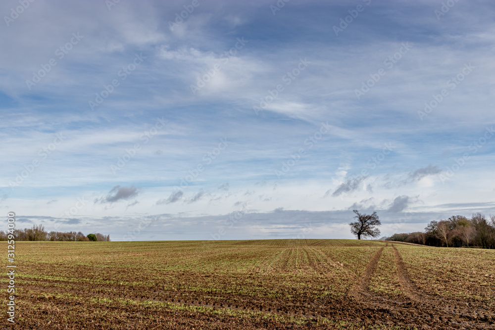 Fototapeta premium single tree in a field