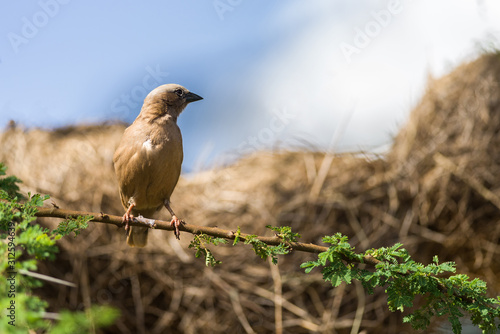 Grey-capped social weaver (Pseudonigrita arnaudi) perched on tree branch with nests behind, Amboseli, Kenya photo