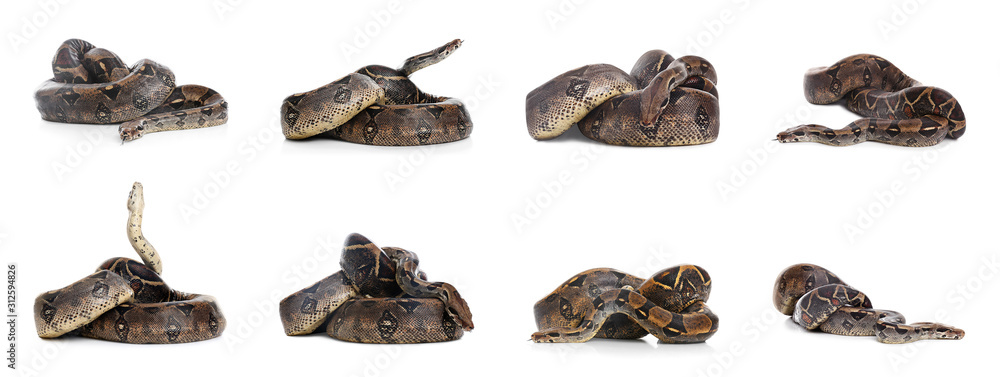 Obraz premium Photos of boa constrictor on white background, collage
