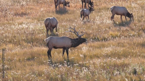 high view of an elk bull bugling during the rut at yellowstone national park in wyoming, usa photo