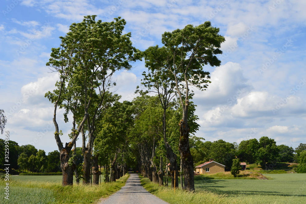 A tree-lined path in the Swedish countryside at the height of summer