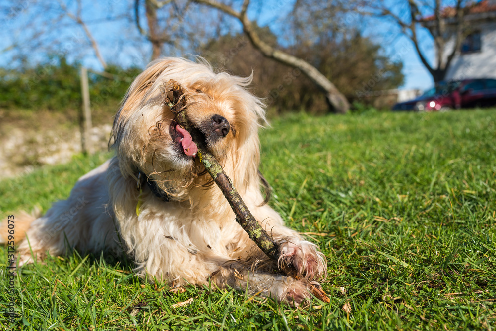 Friendly and funny cross-breed dog happily bites a stick. Friendly and funny cross-breed dog happily bites a stick.