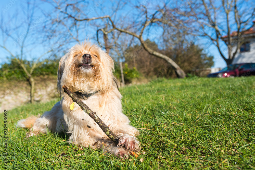 Friendly and funny cross-breed dog happily bites a stick. Friendly and funny cross-breed dog happily bites a stick.