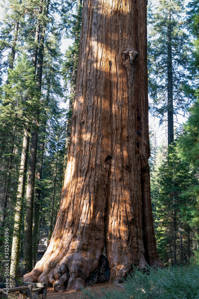 Fototapeta premium General Sherman Sequoia Tree Base