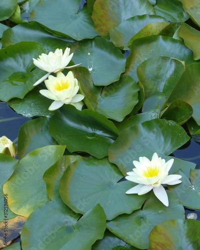 water lily in pond