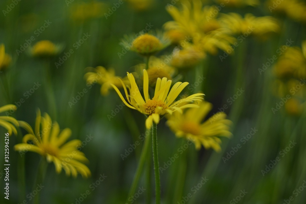 Obraz premium dandelion in grass