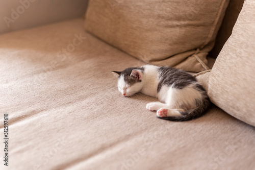 Kitten sleeping on the sofa