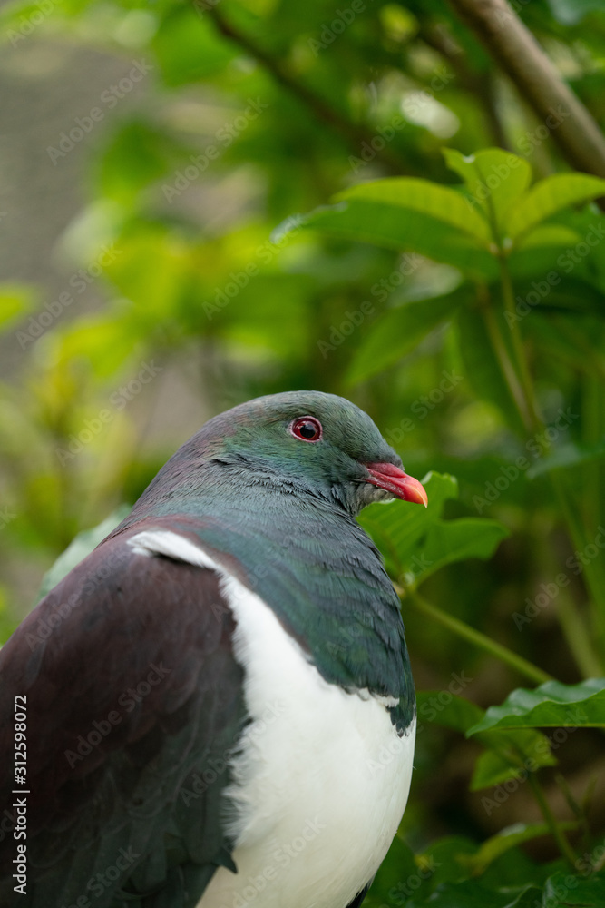 Fototapeta premium Close up of a New Zealand Kereru bird also known as a wood pigeon