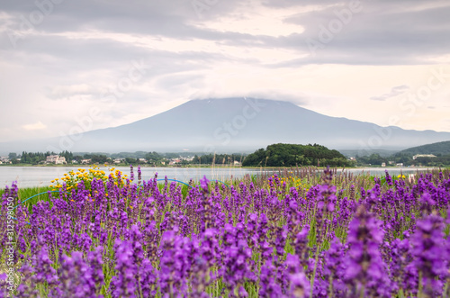 Mount Fuji and lavender in the rainy season