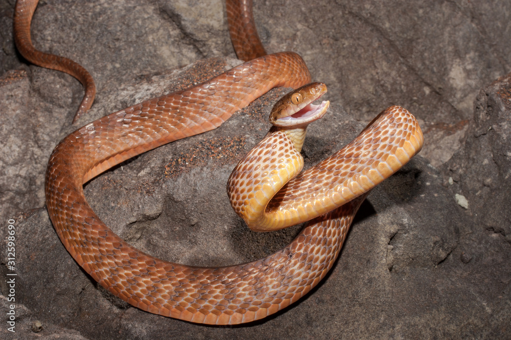 Obraz premium Brown Tree Snake