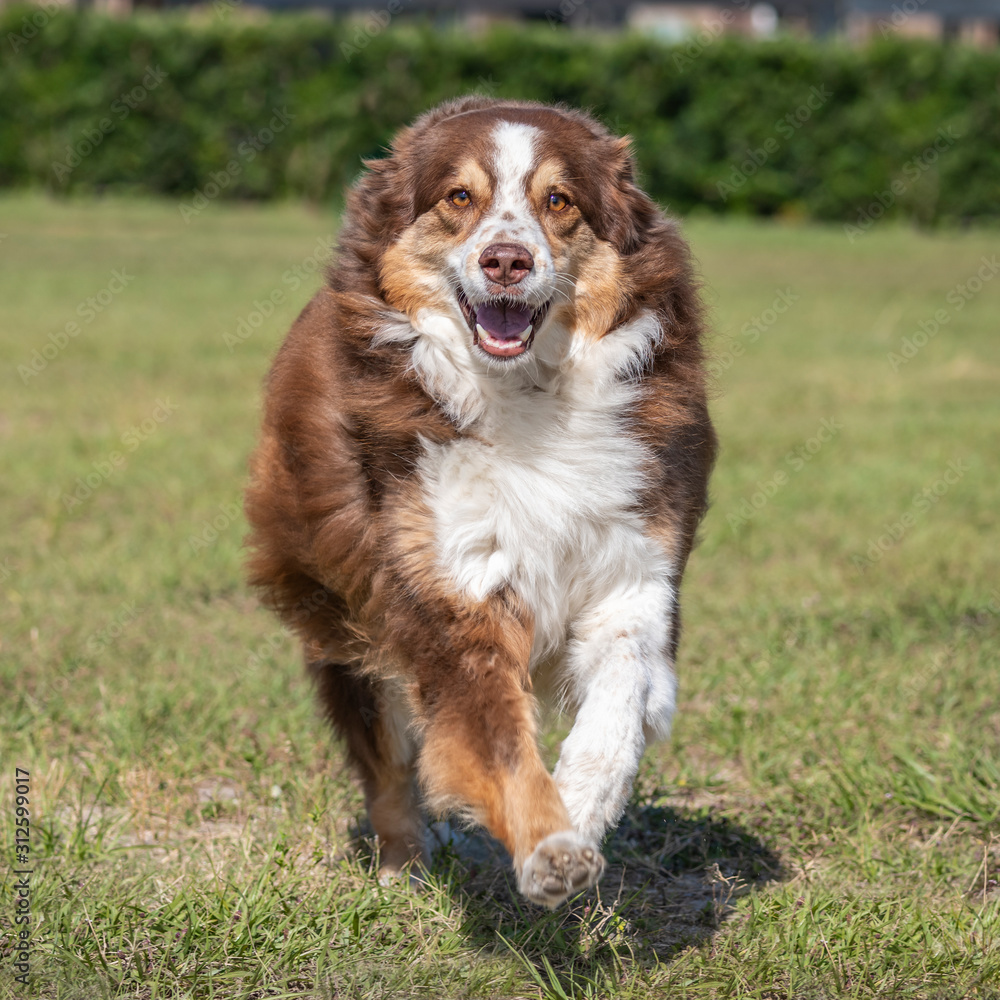 Australian Shepherd dog running on grass lawn Australian Shepherd dog running on grass lawn