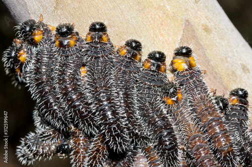 Fototapeta Australian Spitfire or Sawfly Larvae
