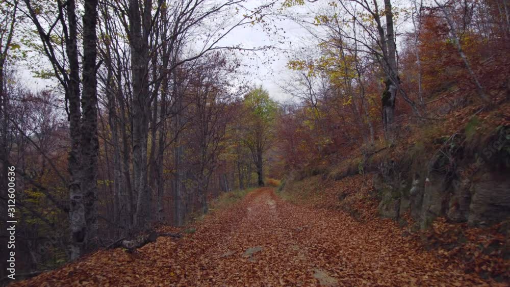 leaves on a dirt road through forest in the mountains leaves on a dirt road through forest in the mountains