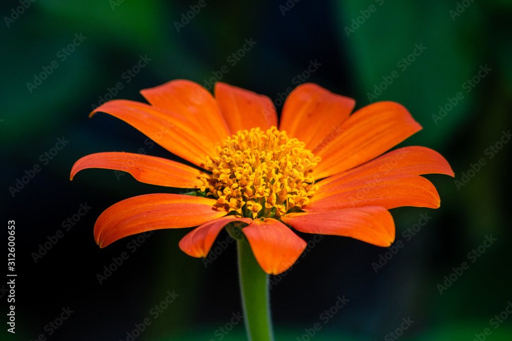 Mexican sunflower