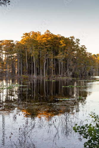 South Carolina Swamp Cypress Trees
