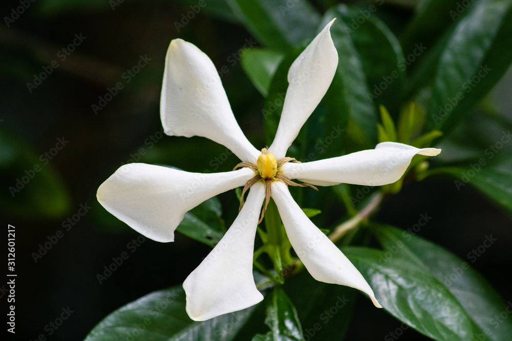 Vietnamese Gardenia Vietnamese Gardenia