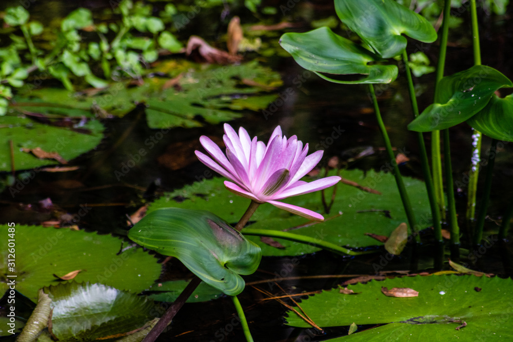 Water lily Water lily