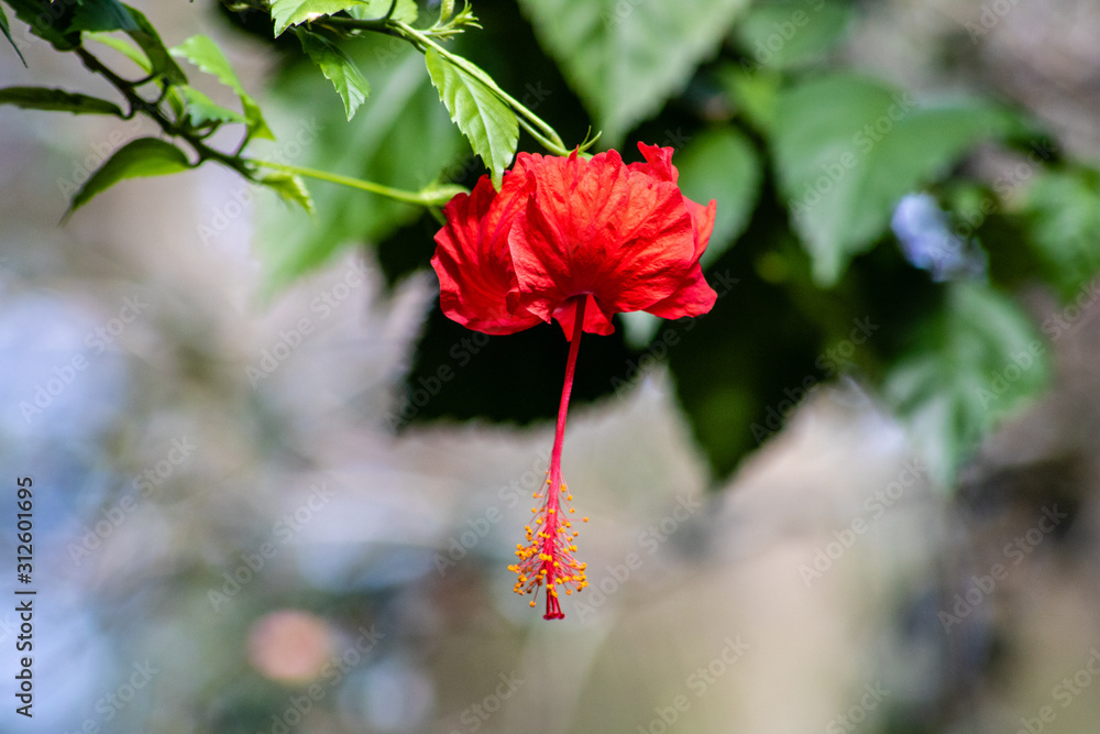 Obraz premium Red hibiscus