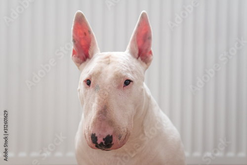 Portrait photo of white bull terrier with white background
