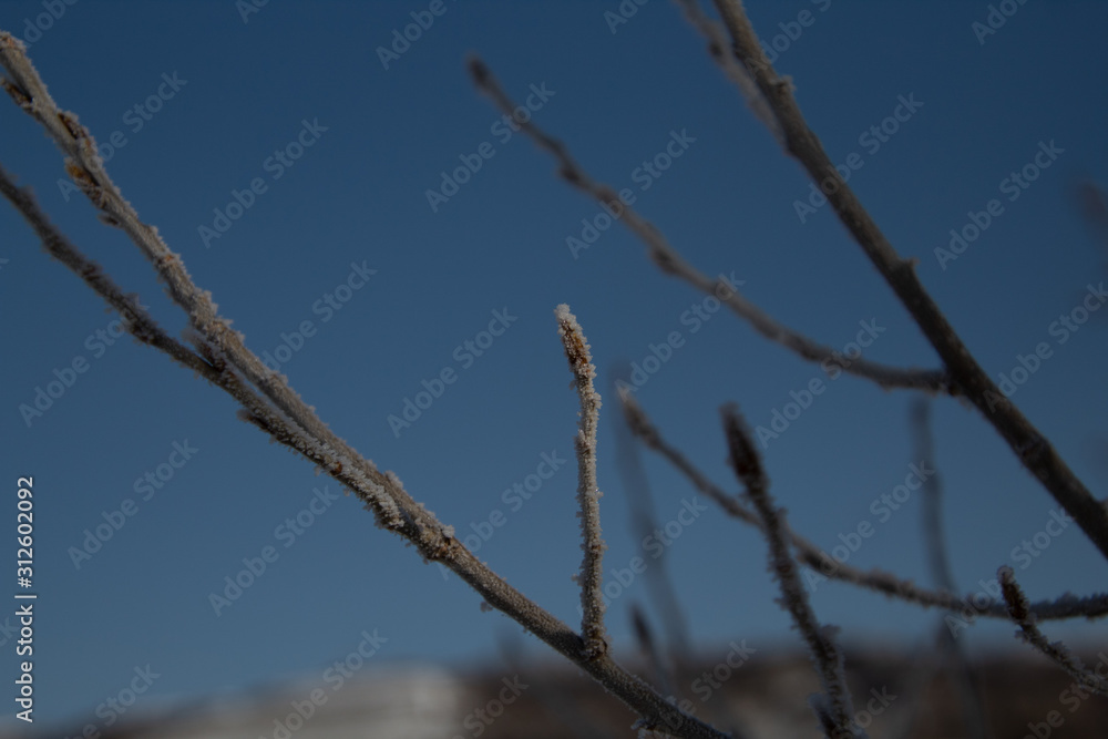 Obraz premium Frosty trees