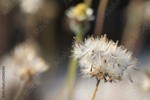 Close up of dandelion in field