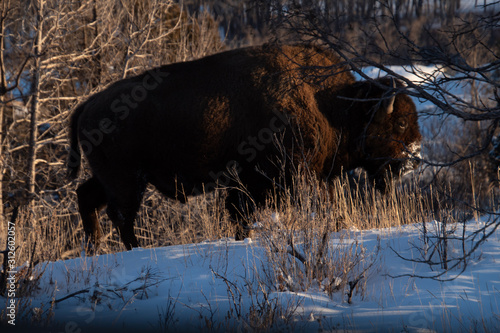 Canvastavla Buffalo