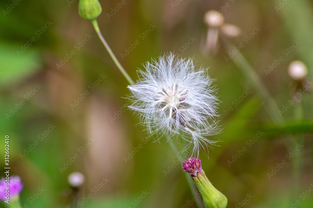 Fototapeta premium White flowers
