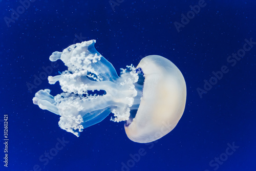 Jellyfish floating and flowing transparently in a fishbowl.