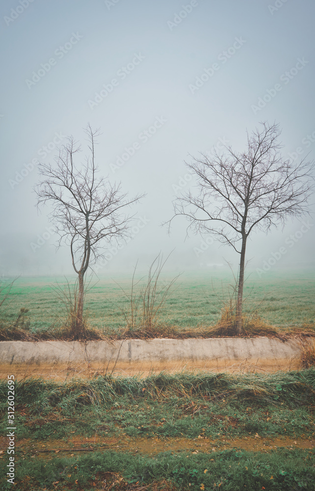Landscape with trees without leaves on the fog Landscape with trees without leaves on the fog