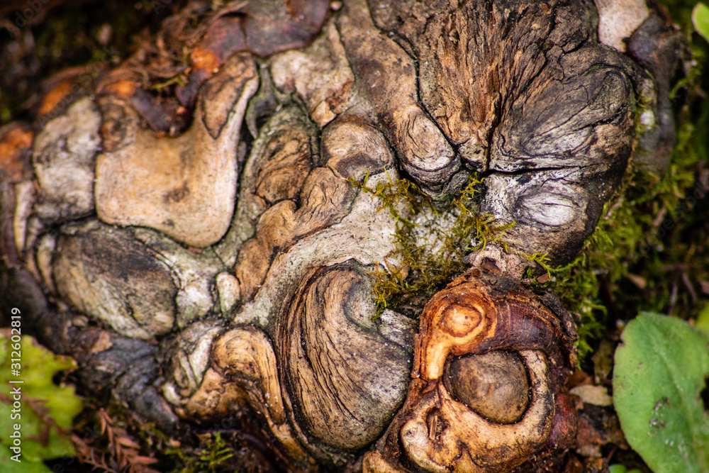 Old tree stump Old tree stump