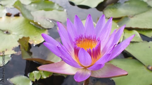 Close up beautiful purple petal lotus flower with pollen against wind in nature pond.