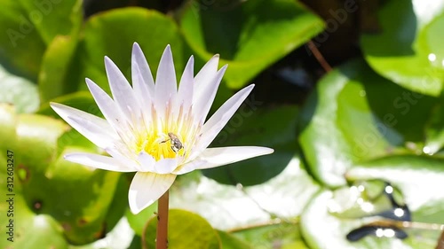 A bee flying around lotus pollen flower in pond. Closed up bee sucking nectar pollen from white purple lilies lotus happily.