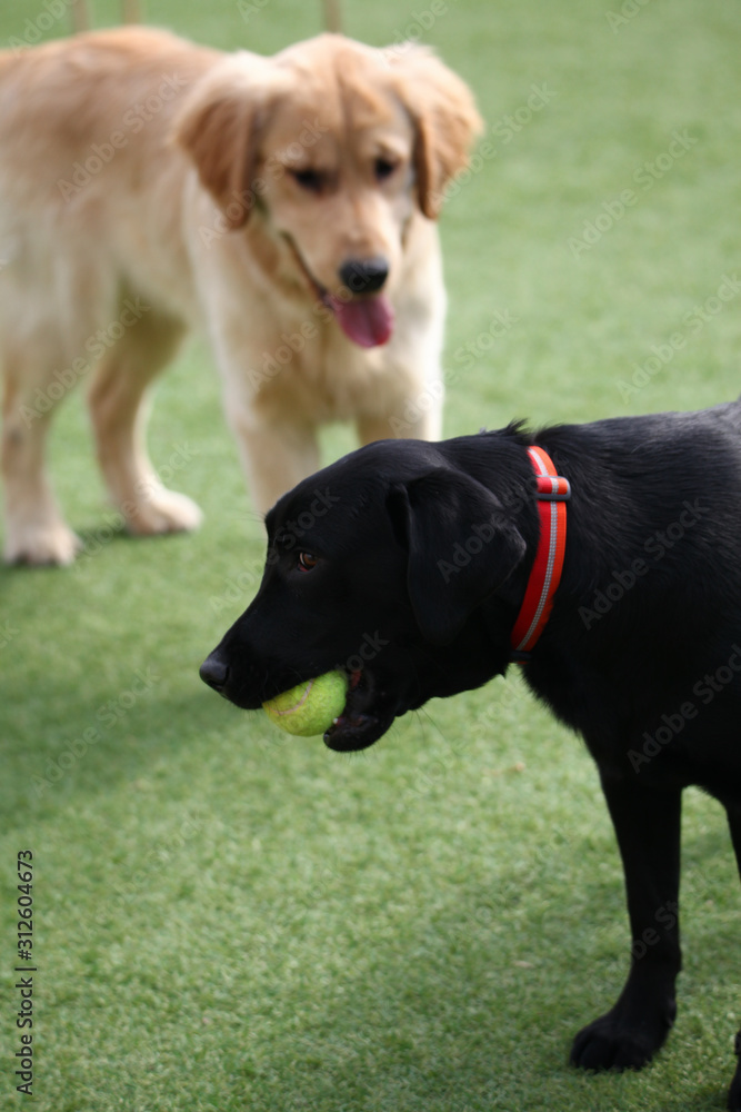 Happy puppies in a private playground Happy puppies in a private playground