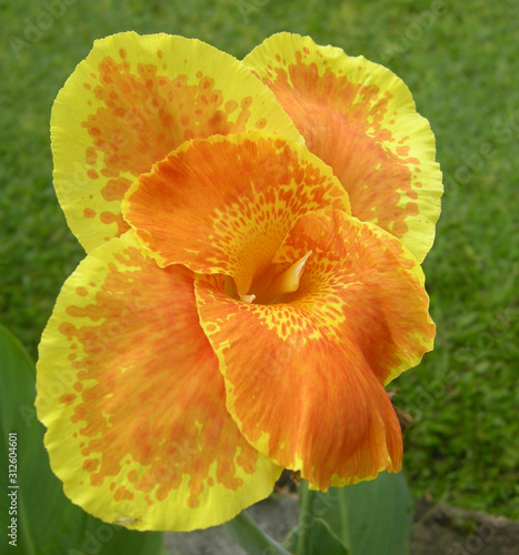yellow canna or canna lily flower