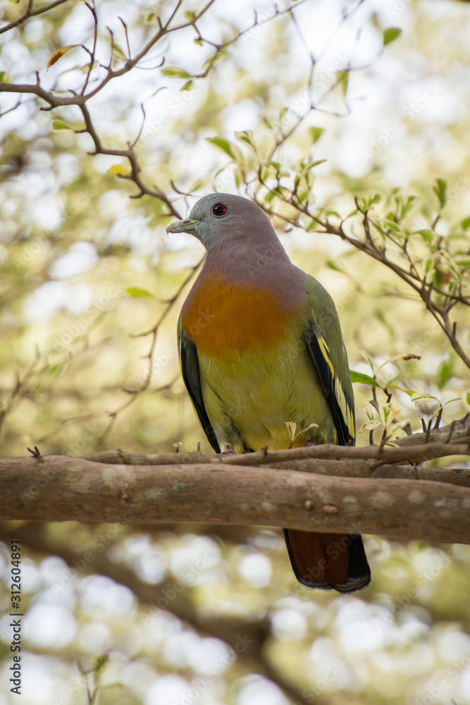 Pink necked green pigeon, Penang, Malaysia Pink necked green pigeon, Penang, Malaysia